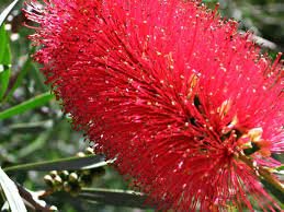 Bottle Brush Tree