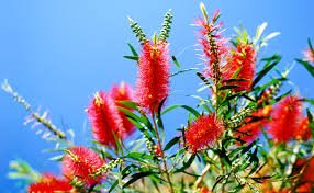Bottle Brush Tree