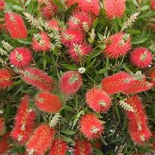 Bottle Brush Tree