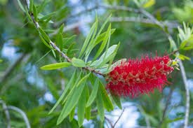 Bottle Brush Tree