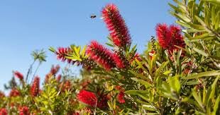 Bottle Brush Tree