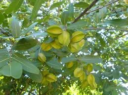 Arjun Tree