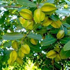 Arjun Tree