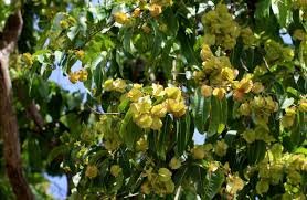 Arjun Tree