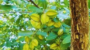 Arjun Tree