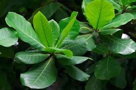 Arjun Tree